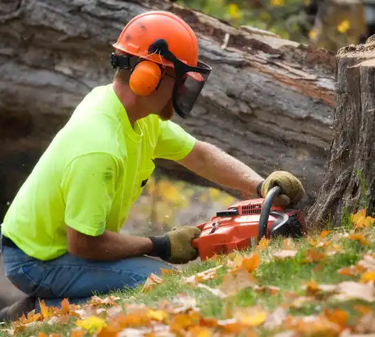 tree services Glyndon